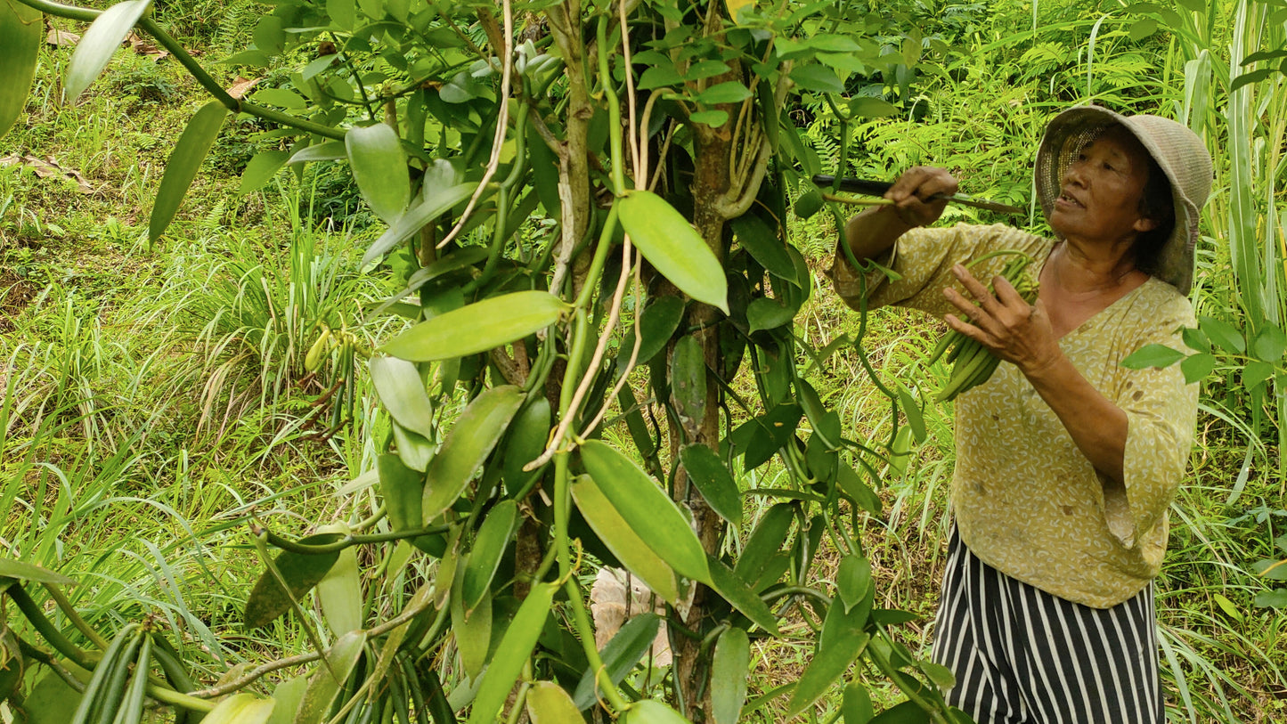 Vanilleschoten aus Bali, Ernte 2025 – 2 Schoten, Länge 14-17 cm