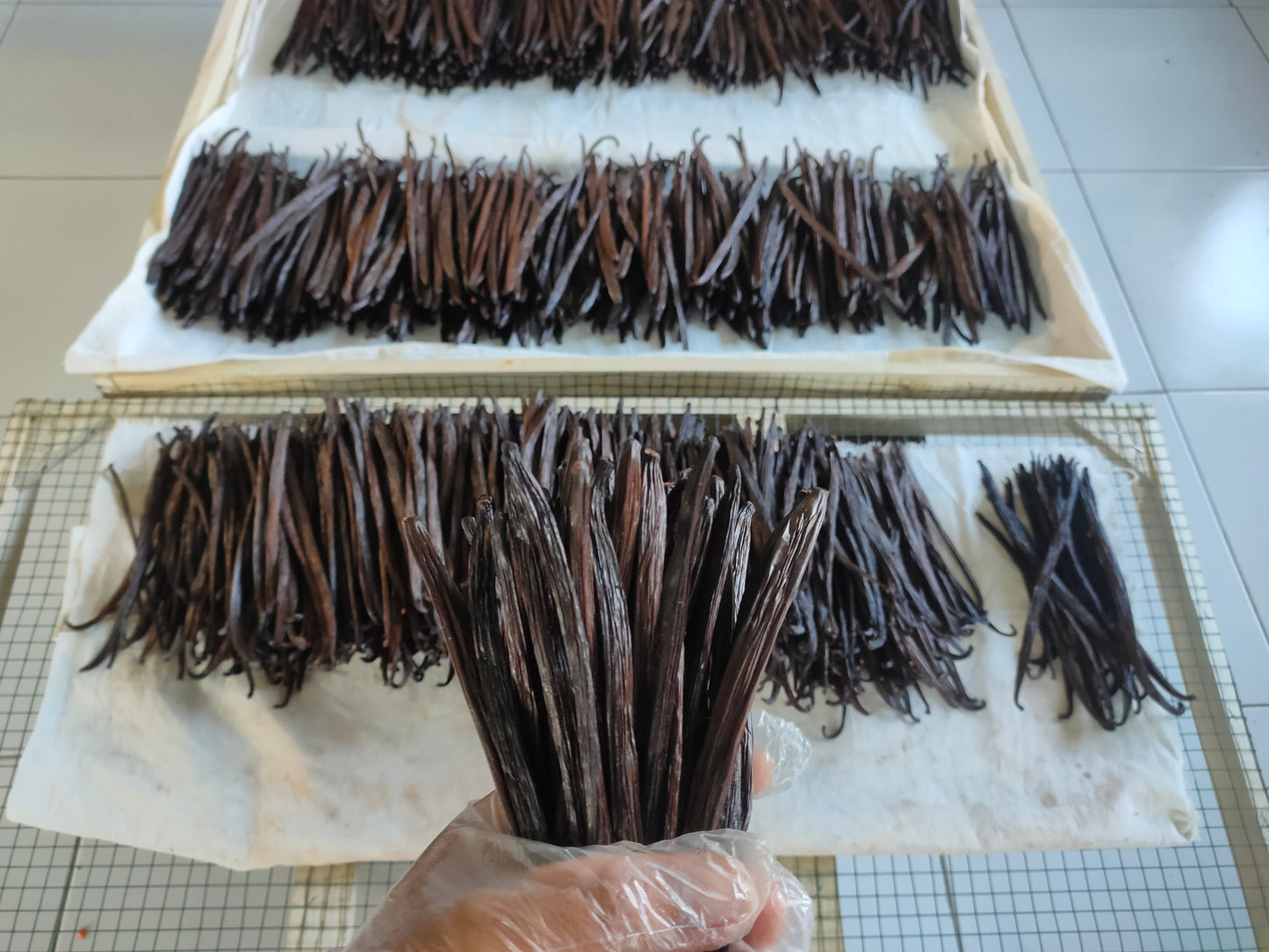 Vanilleschoten aus Bali, Ernte 2025 – 2 Schoten, Länge 14-17 cm