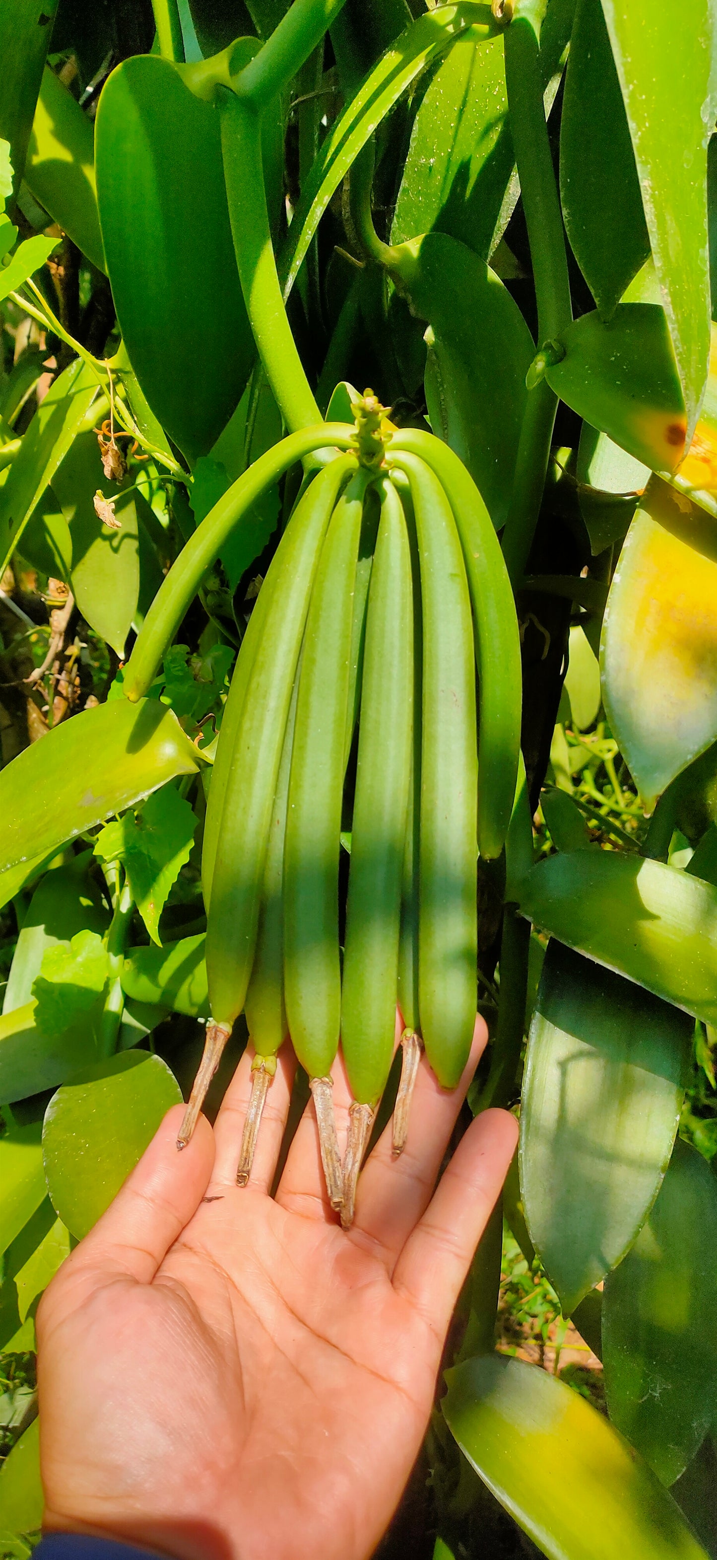 Vanilleschoten aus Bali, Ernte 2025 – 2 Schoten, Länge 14-17 cm