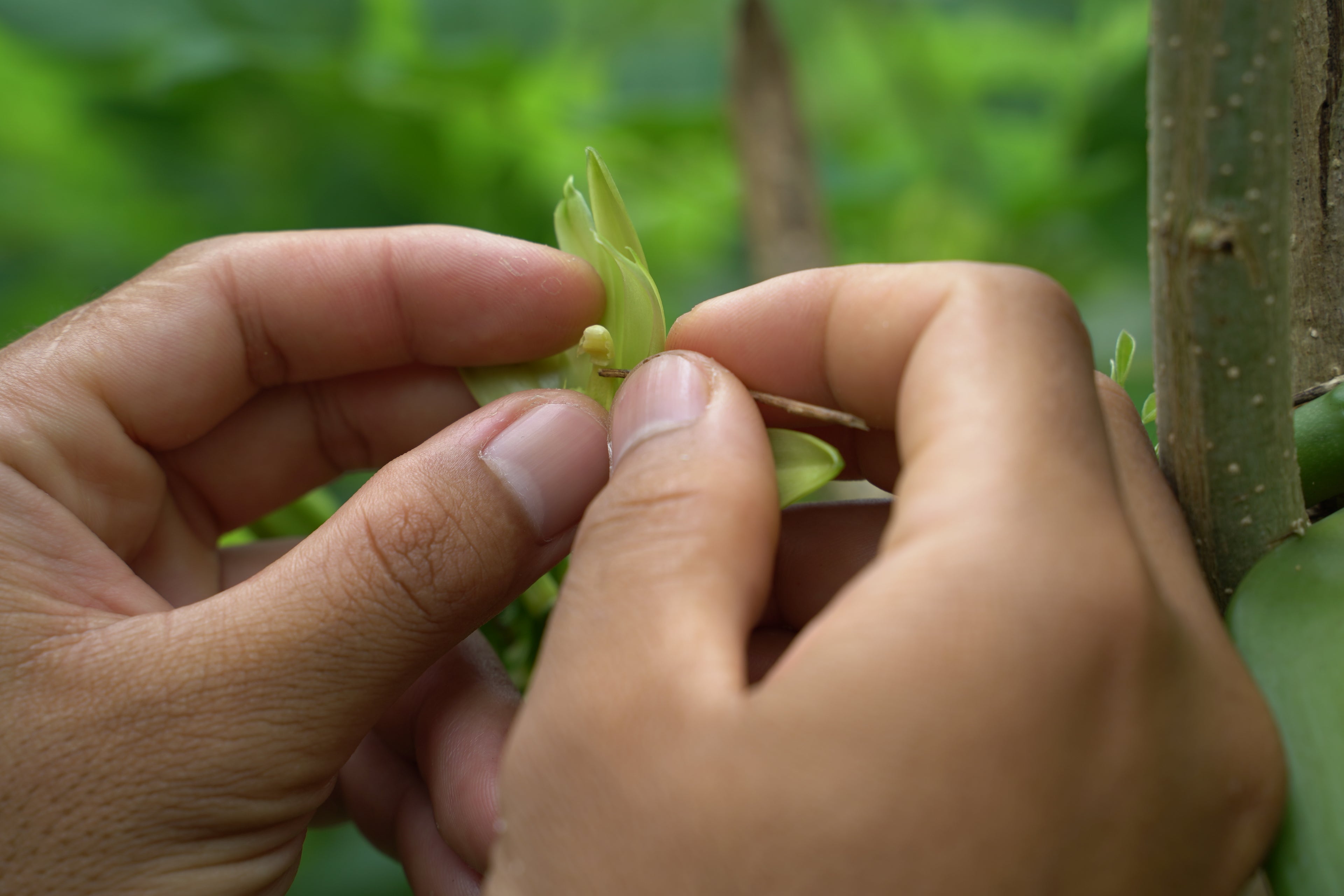 Handbestäubung einer Vanilleblüte.