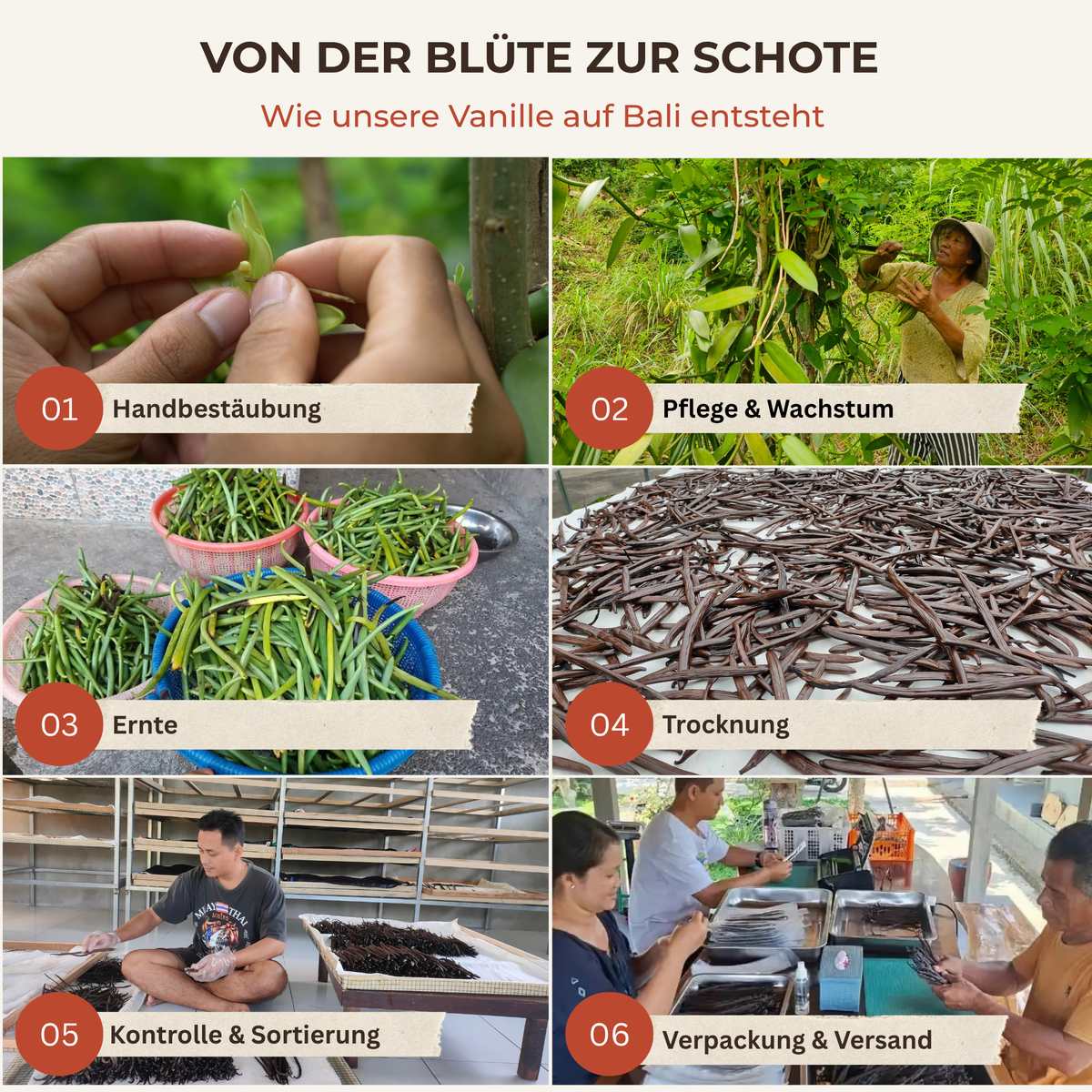 Von der Blüte zur Vanilleschote: Sechs Bilder zeigen Handbestäubung, Wachstum, Ernte, Trocknung und Sortierung von Vanille auf Bali.
